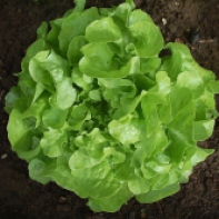lettuce bouquet