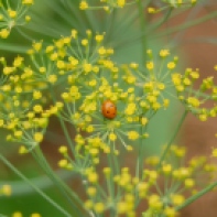 ladybug on dill